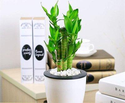 催官运买什么植物(佩戴什么催官运)