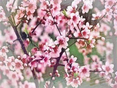 催旺桃花的风水布局 什么房屋桃花运好