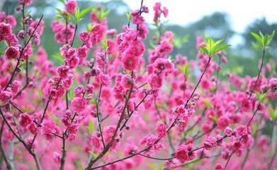 十月桃花旺盛 爱情发展最稳定的生肖