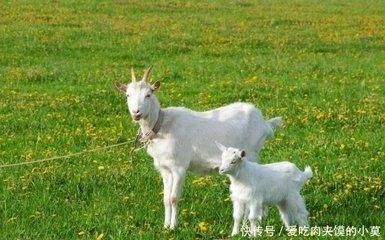 十羊九不全是什么意思生肖羊2025年运势如何