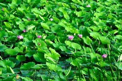 厨房门对冰箱门有什么影响 应该如何化解