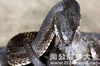 周公解梦做梦梦见很多蛇有什么含义