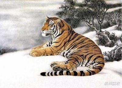 八月份出生的虎宝宝性格怎样 属虎人一生财运好吗