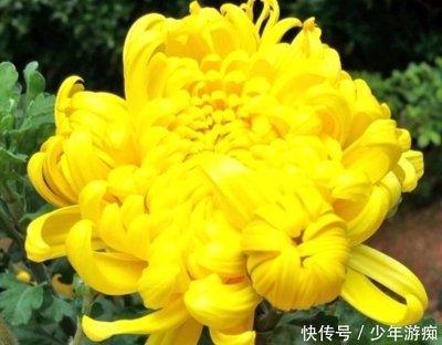 几月份出生的戌狗一生事业发展稳定