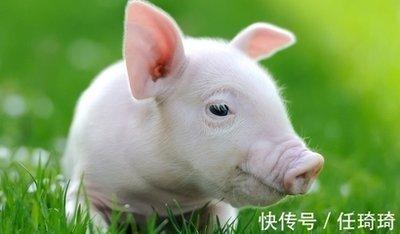 几月份的猪有福 属猪人在哪几个月份出生运气好