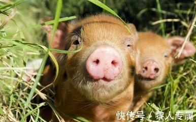 几月份的猪有福 属猪人在哪几个月份出生运气好