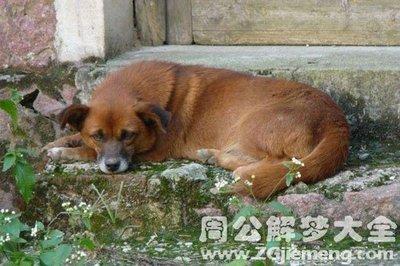 周公解梦：孕妇梦到狗需要注意狗的种类和颜色