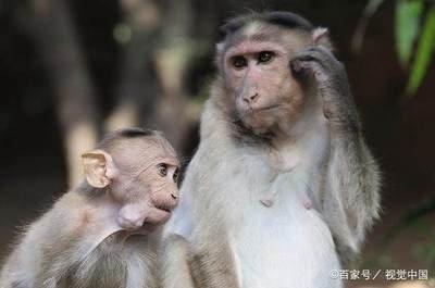 周公解梦：孕妇梦到狗需要注意狗的种类和颜色
