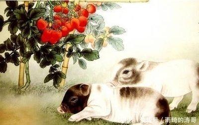 几月出生的属猪人命最好 属猪人什么月份出生命好