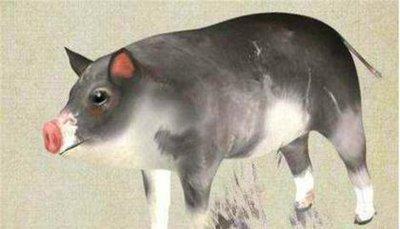 几月出生的猪终身命好 几月份的猪生活最顺