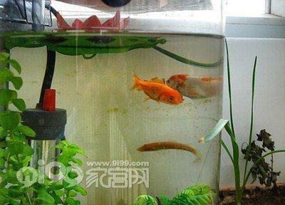 公司养鱼风水 在公司养鱼需要注意些什么