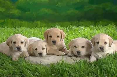 几月狗好 什么月份出生的属狗人命运好