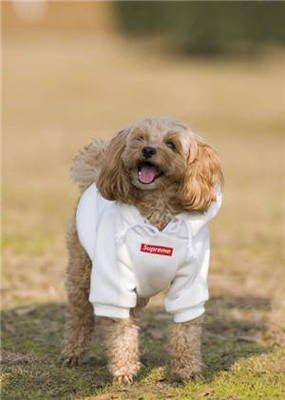 几月的属龙不适合养狗 为什么不适合 几月的属龙不适合养狗 为什么不适合