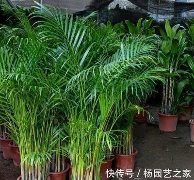 卧室中可以摆放散尾葵吗怎么摆放