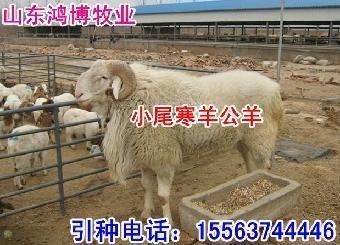 公司起名：养殖场起名的特殊技巧介绍