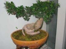 卧室中的榕树盆景怎么养对风水才好