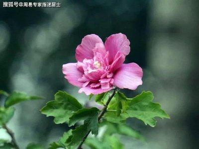 出生于1975年的属兔人2025年运势好吗