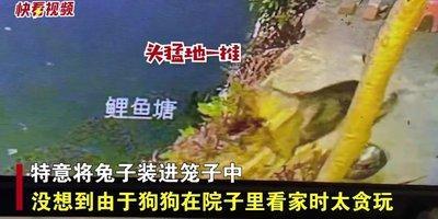 出生于1987年的属兔人2025年运势好吗