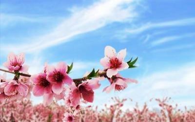 六月中属鼠的人的婚姻感情以及桃花运介绍