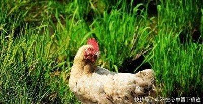 出身一般却心怀大志的生肖男 注定不是平凡的人