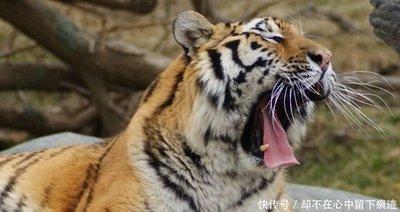 出身一般却心怀大志的生肖男 注定不是平凡的人