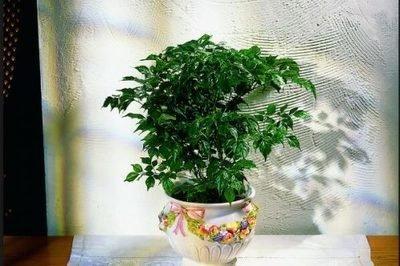 分享居家阳台旺风水、去煞气的天然植物