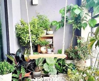 分享居家阳台旺风水、去煞气的天然植物