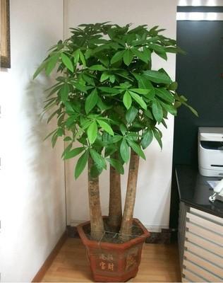 卧室摆什么植物招财 卧室中哪些植物能招财
