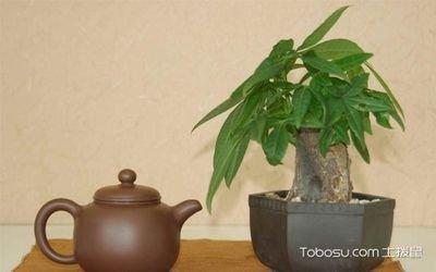 卧室摆什么植物招财 卧室中哪些植物能招财