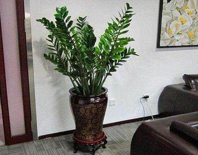 卧室摆放什么最旺宅的植物 卧室放哪些植物风水好