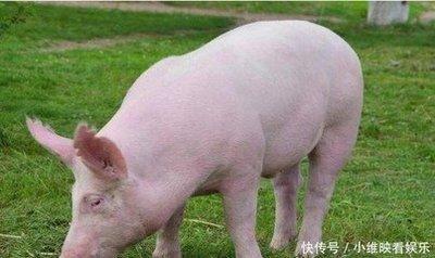 四月出生的属猪人命运好不好赶紧看看吧
