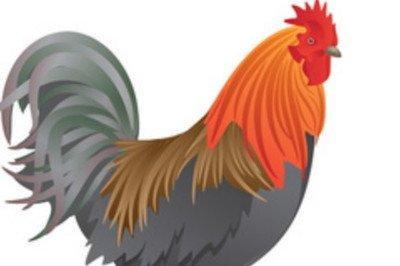四月出生的属鸡人命运好吗是不是命苦之人