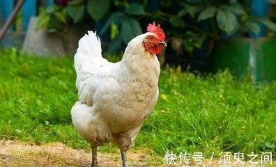 和鸡属相最相配的是什么属相 最配属鸡人的生肖有什么