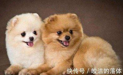 哪一年出生的人生肖属狗2025年运势如何