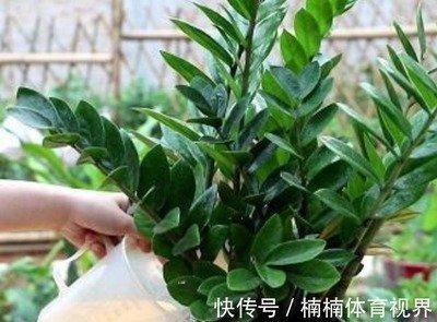 四种植物招财又旺宅,财源滚滚的风水
