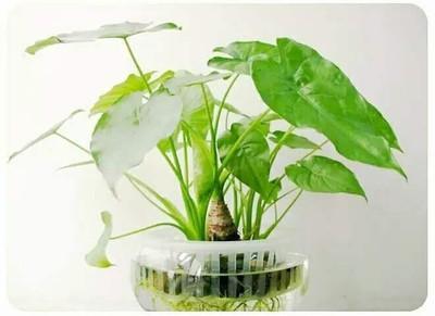 四种植物招财又旺宅,财源滚滚的风水