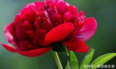 哪个生肖女是好妈妈 对孩子用心的生肖女