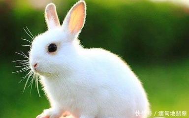 哪个生肖最旺生肖兔 谁是属兔人的贵人