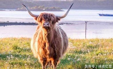 哪个生肖比较固执 不懂变通不会改变