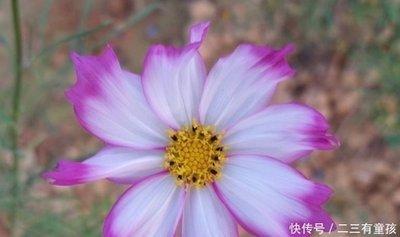 哪个生肖的人最善良 看看是不是你 哪个生肖的人最善良 看看是不是你