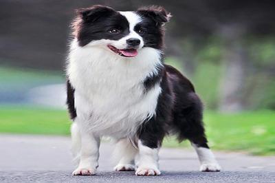 哪个生肖的人最善良 看看是不是你 哪个生肖的人最善良 看看是不是你