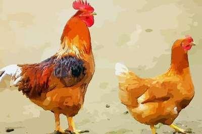 女人属鸡的一生命运如何 属鸡女的运势好不好