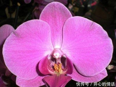 女人属鼠的一生命运如何 属鼠的女人好命吗