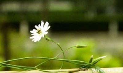 哪些女的命运最好什么面相的女人命好