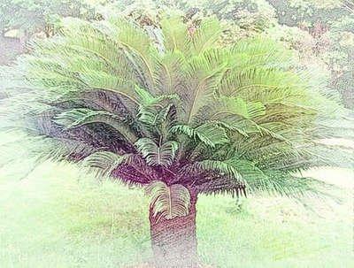 在书房种植铁树需要注意哪些风水问题