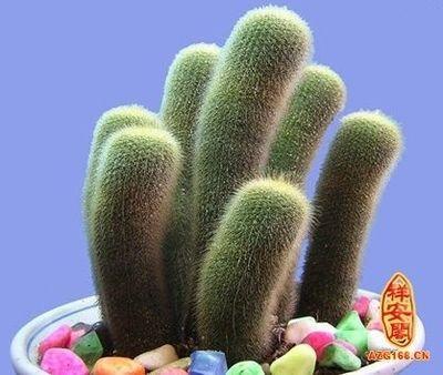 在办公室养仙人掌需要注意的风水问题