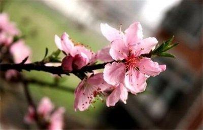 在婚房之中如何布设桃花运风水布局