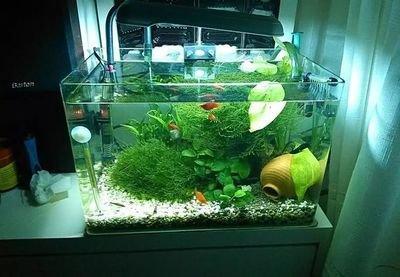 在客厅摆放鱼缸养鱼对住宅风水有何益处