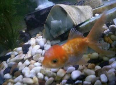 在客厅里怎样养金鱼金鱼怎么养风水好 在客厅里怎样养金鱼金鱼怎么养风水好