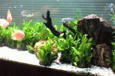 在客厅里怎样养金鱼金鱼怎么养风水好